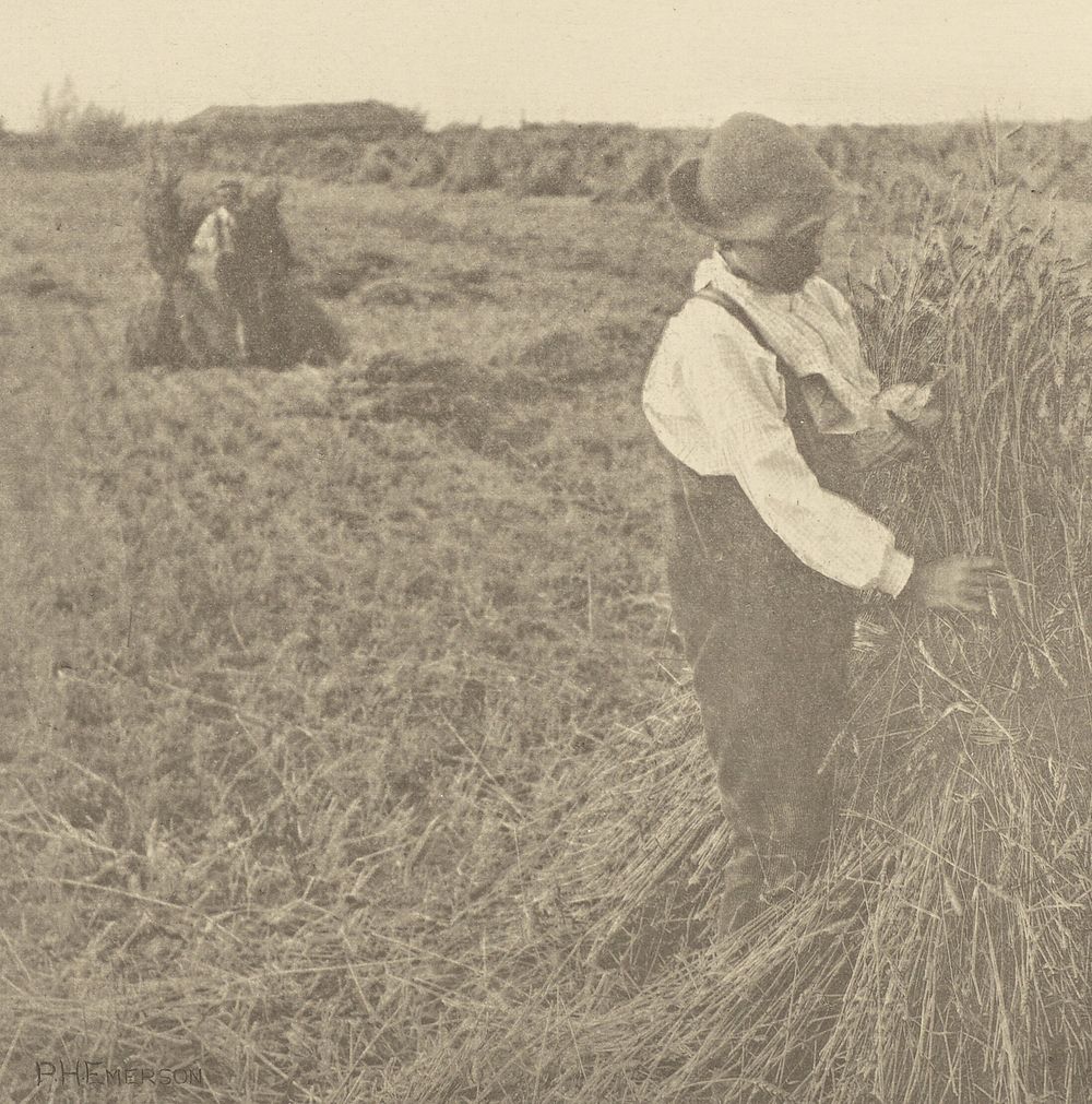 Shocking Corn. [Norfolk.] by Peter Henry Emerson