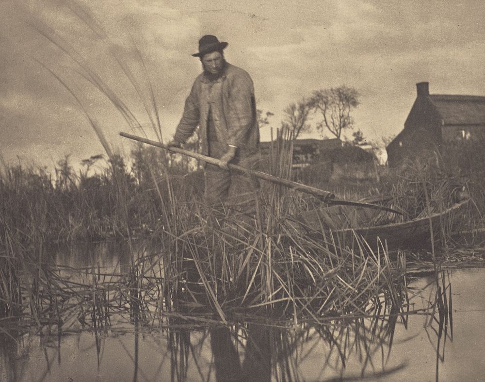 Cutting the Gladdon by Peter Henry Emerson