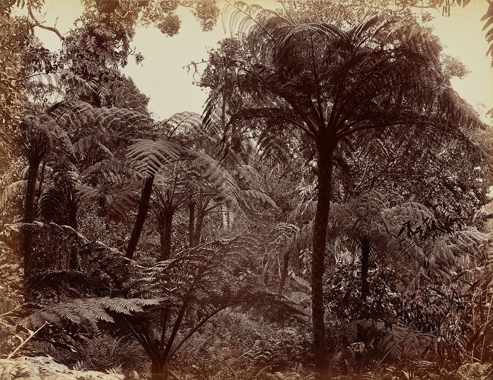 Hakgala Gardens, Nuwara Eliya by Charles T Scowen