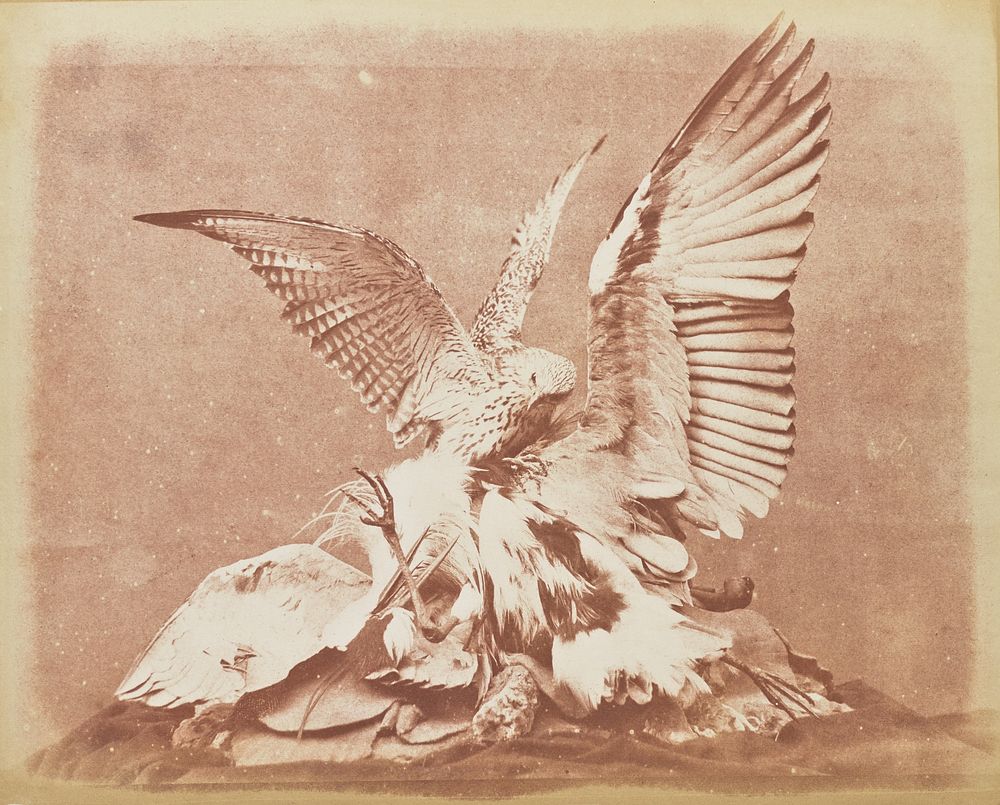 Bird of Prey by Hugh Owen