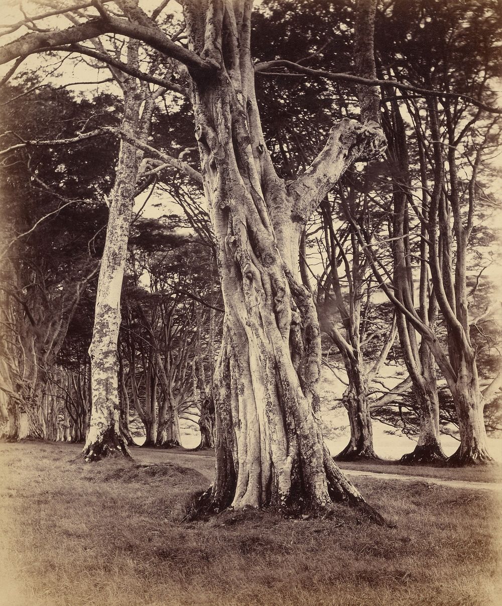 Beech Trees, Inveraray by Vernon Heath