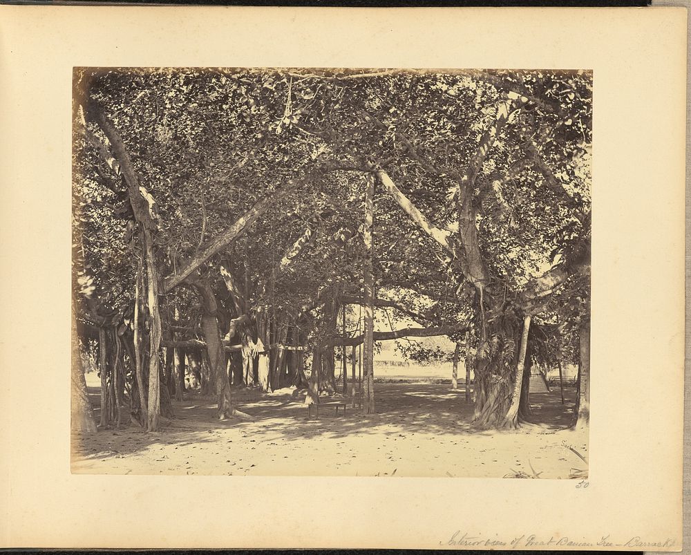 Interior View of Great Banian Tree - Barrackpore by John Edward Saché