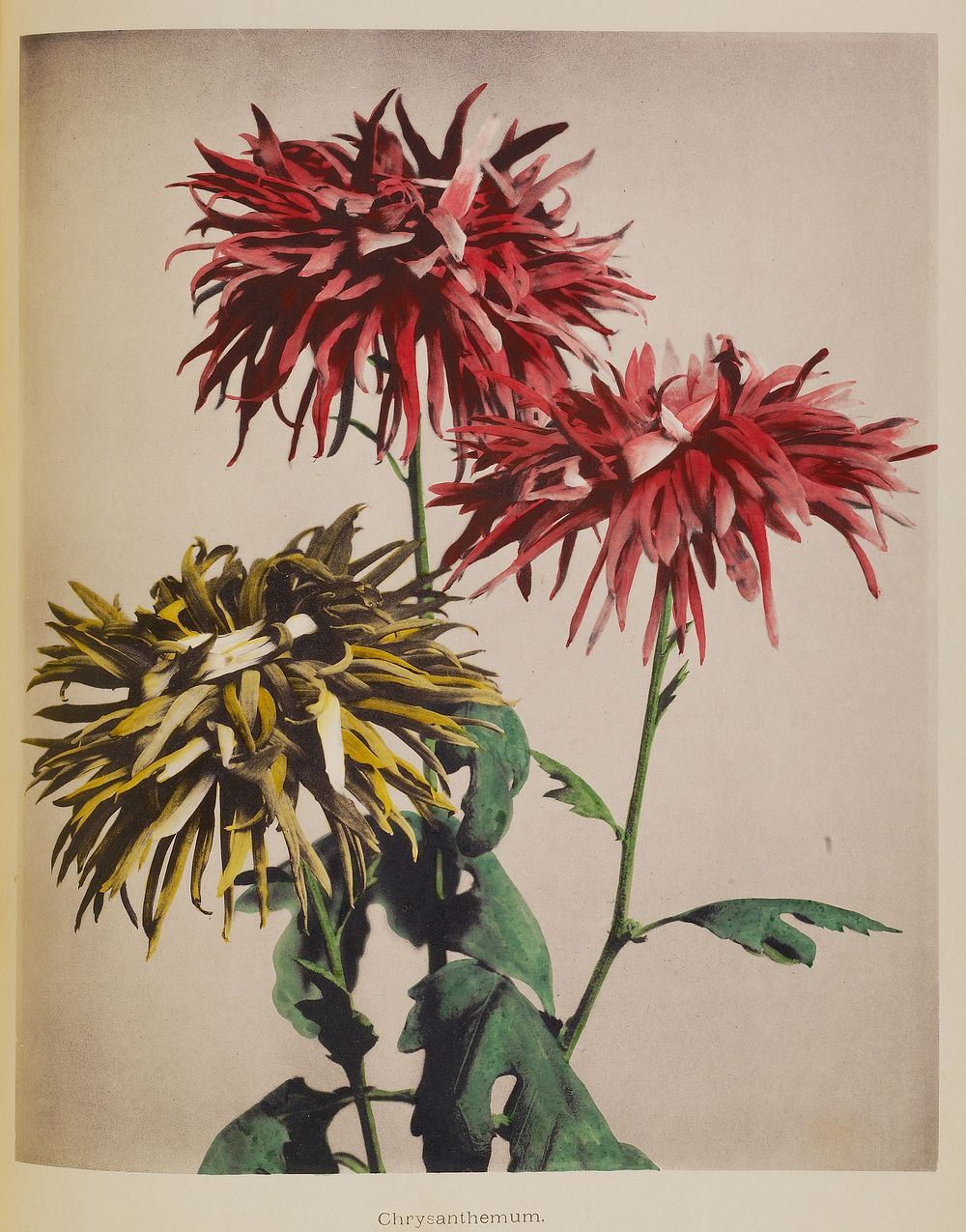 Chrysanthemum by Kazumasa Ogawa