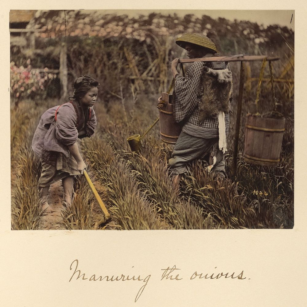 Manuring the onions by Shinichi Suzuki