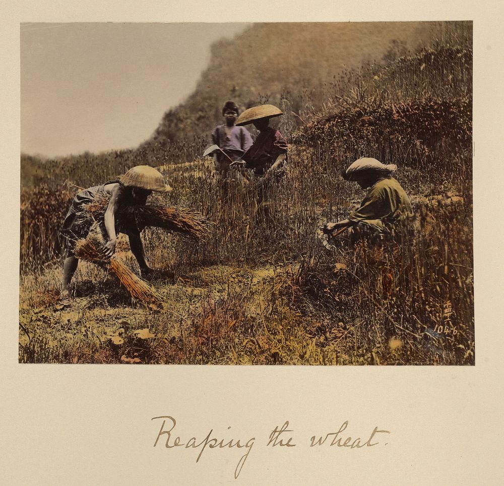 Reaping the Wheat by Shinichi Suzuki