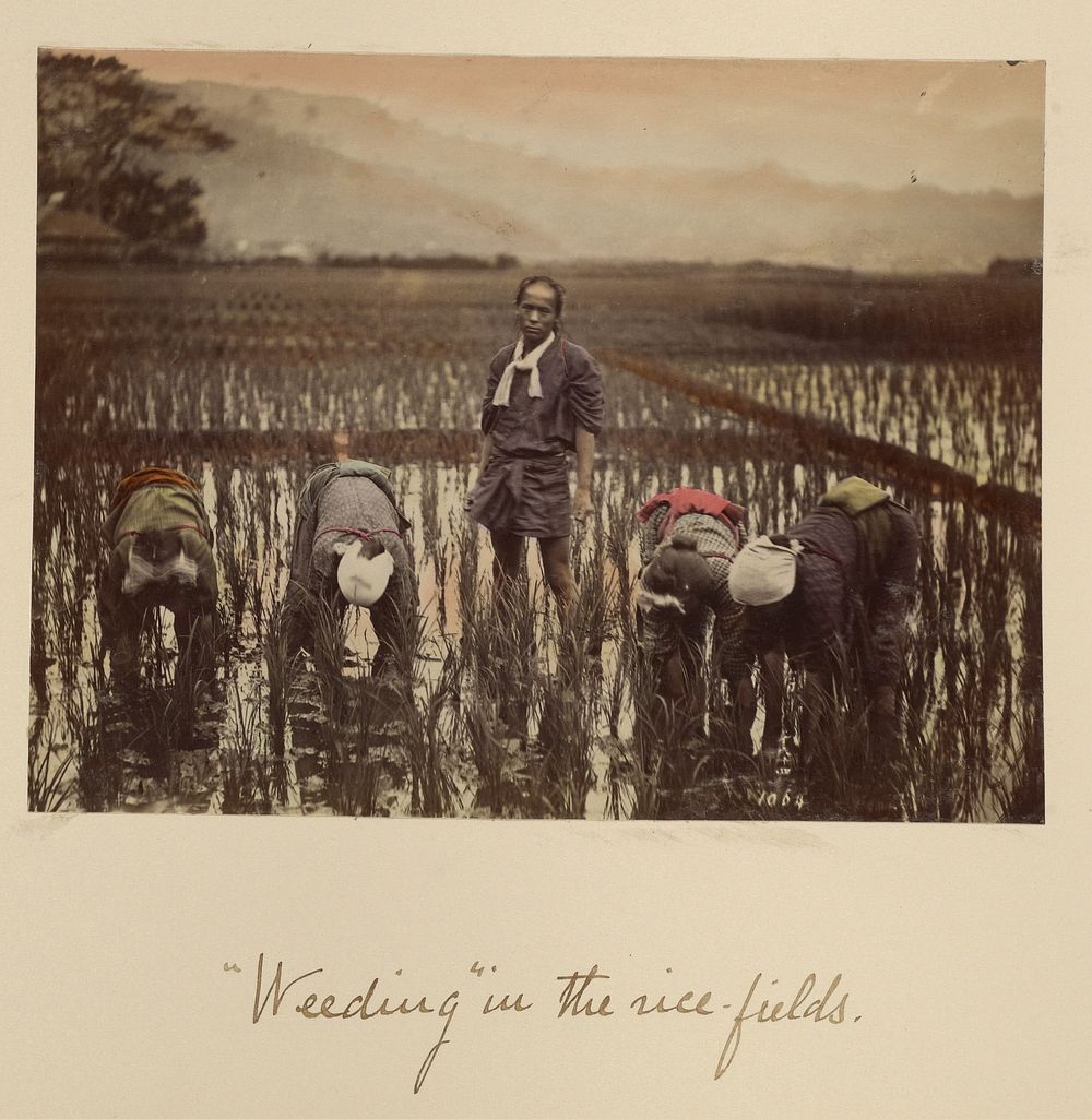 Weeding in the rice fields by Shinichi Suzuki