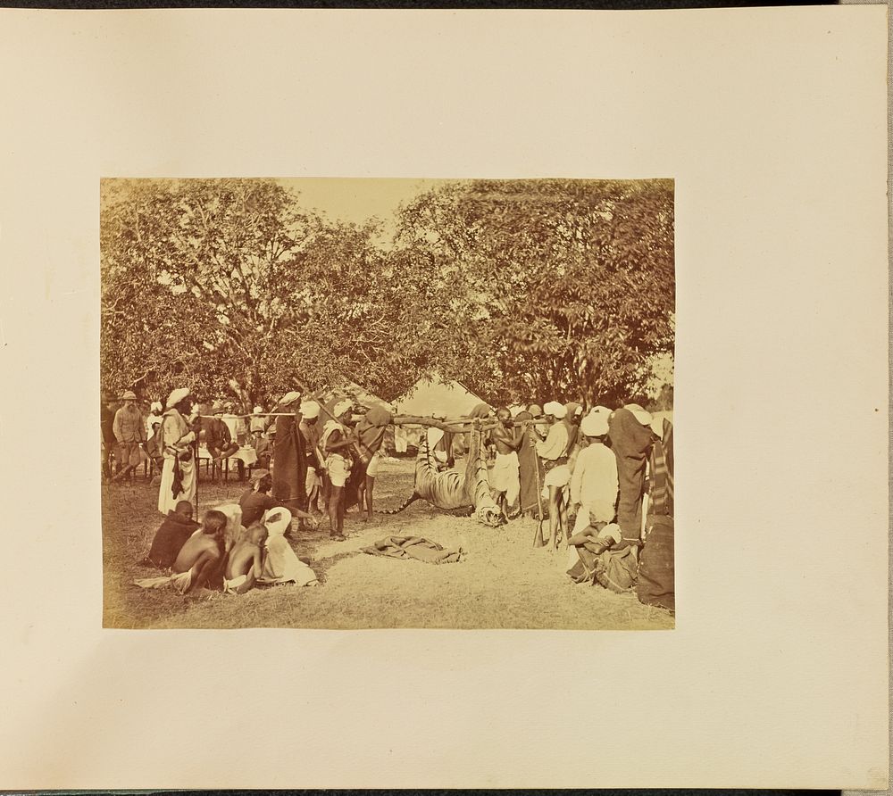 Captured Tiger in Camp by Willoughby Wallace Hooper