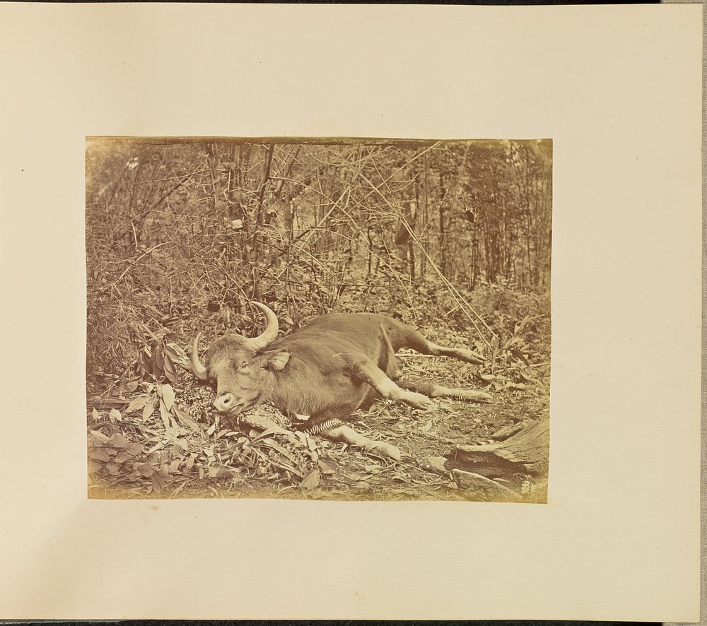 Bull Carcass by Willoughby Wallace Hooper