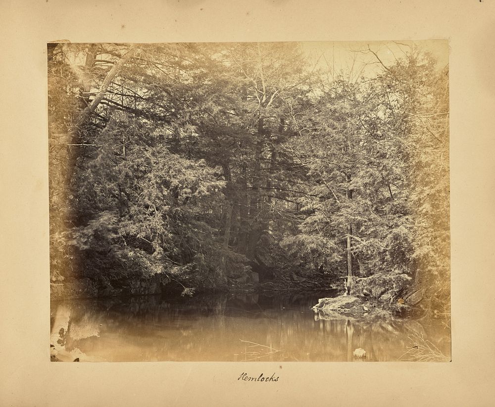Hemlocks by Alfred Booth and Thomas E Jevons