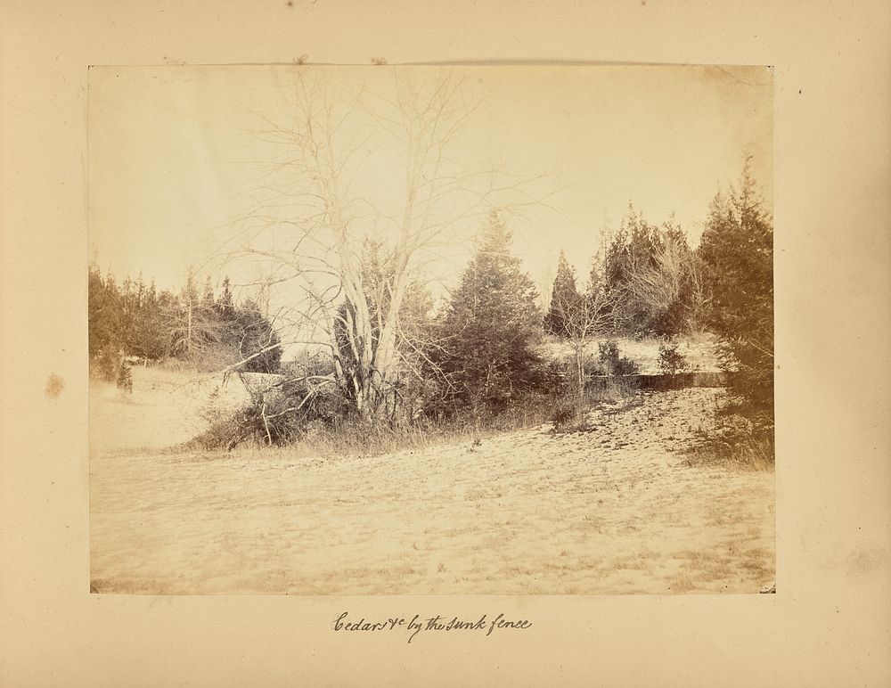Cedars and c by the Sunk Fence by Alfred Booth and Thomas E Jevons