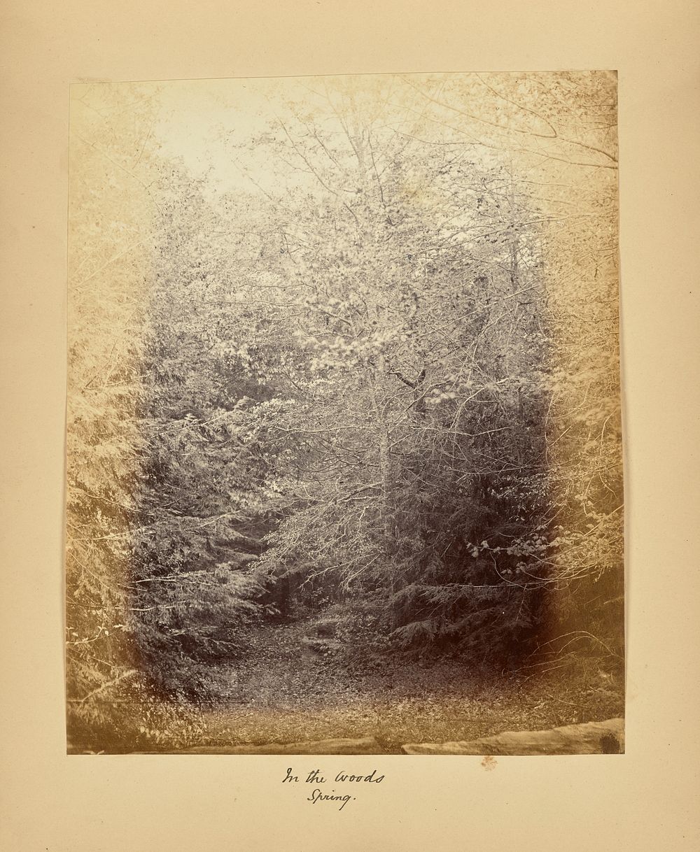 In the Woods - Spring by Alfred Booth and Thomas E Jevons