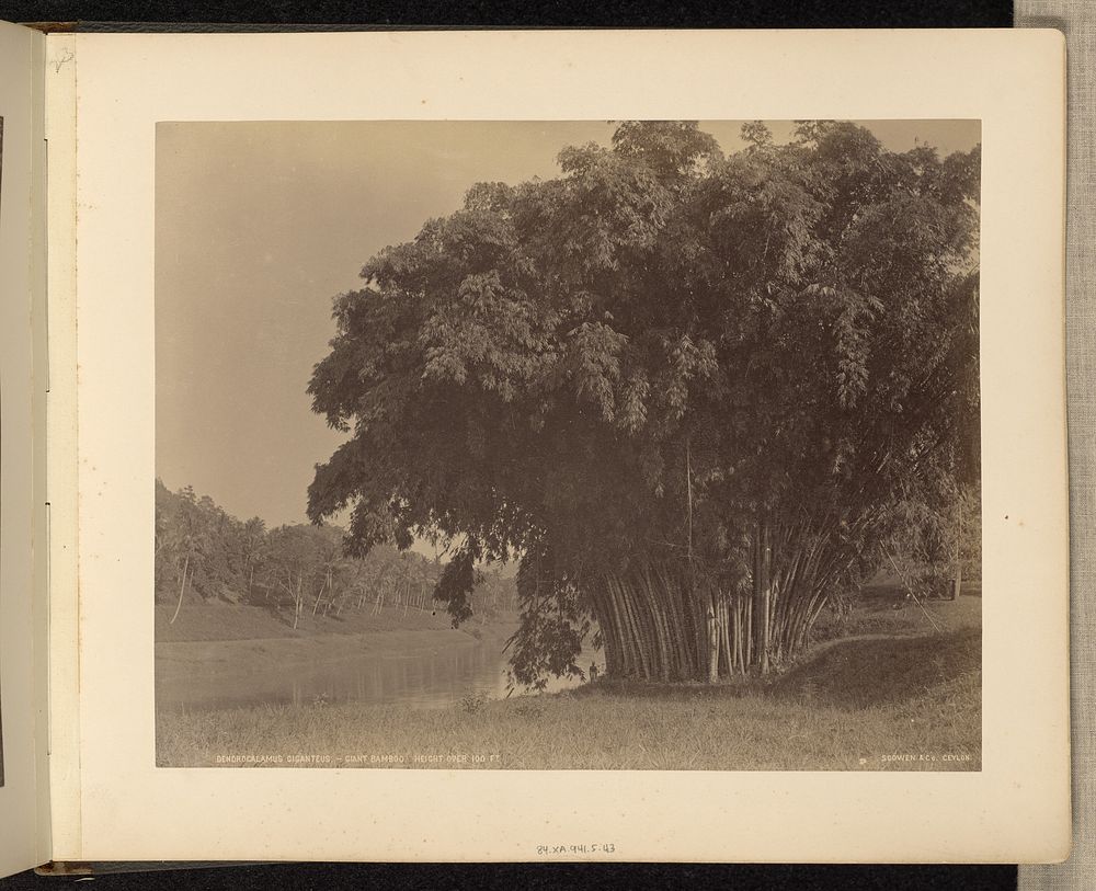 Dendrocalamus Giganteus - Giant Bamboo by Charles T Scowen and The Colombo Apothecaries Co  Ltd