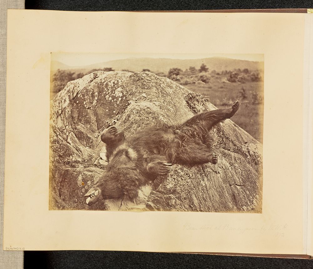Bear Shot at Bandypoor by W.W.H. by Willoughby Wallace Hooper