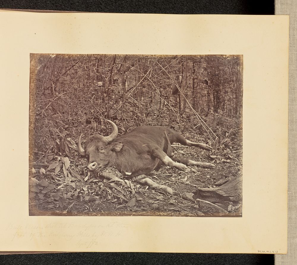 Bull Bison Shot at Bandypoor at the Foot of the Nielgherry Hills, by W.W.H. by Willoughby Wallace Hooper