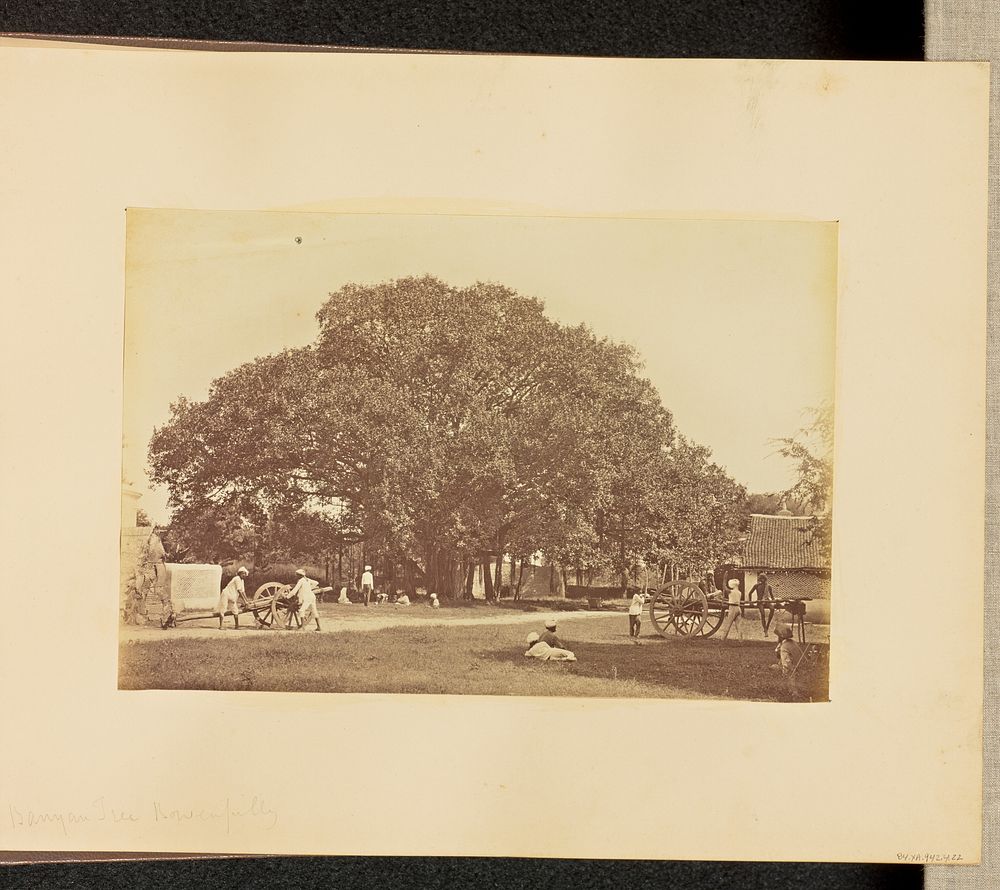 Banyan Tree, Bowenpilly by Willoughby Wallace Hooper