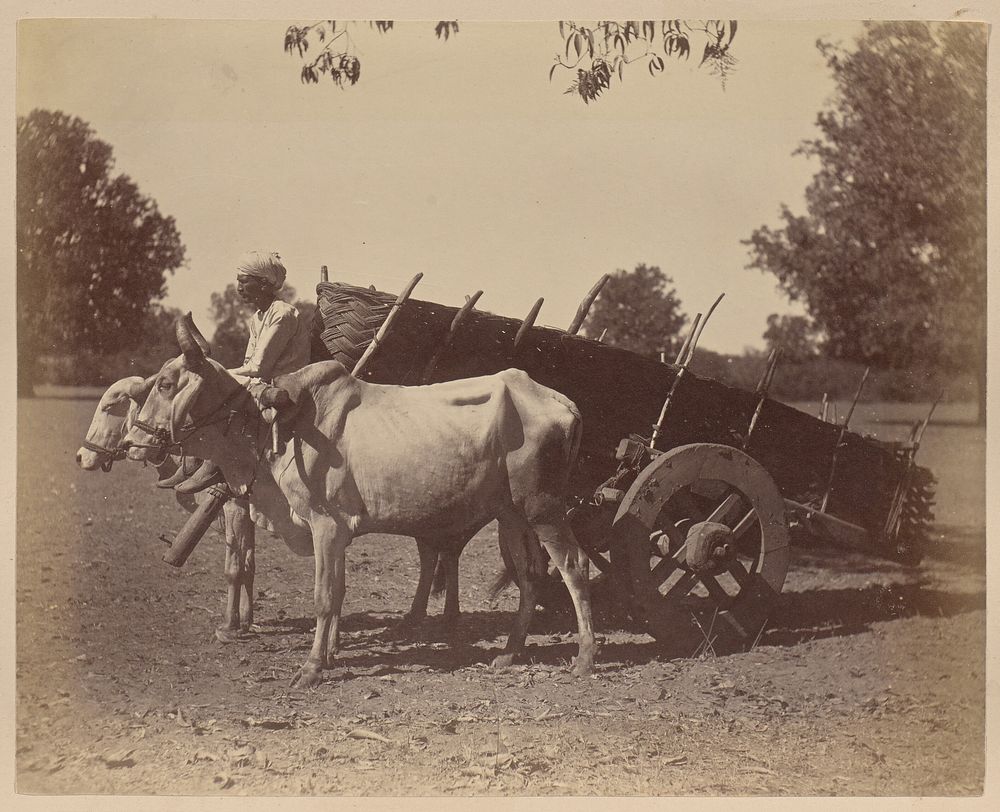 Agricultural Cart, Guzerat