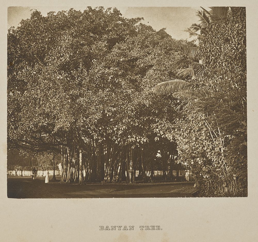 Banyan Tree by Henry W Cave