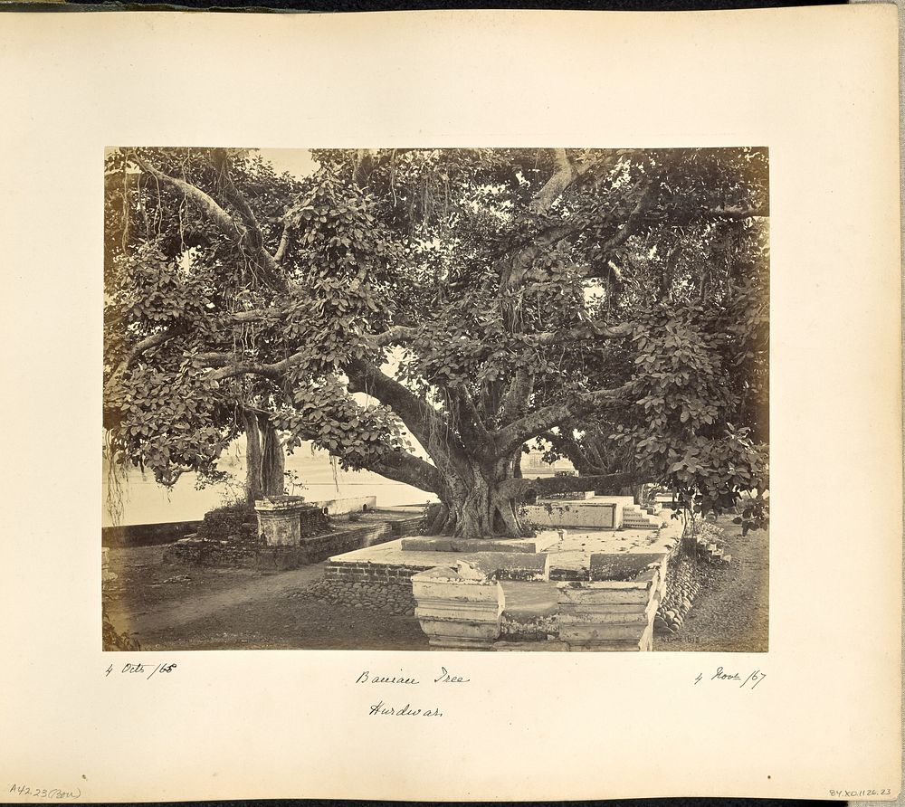 Large Banian Tree at Hurdwar by Samuel Bourne