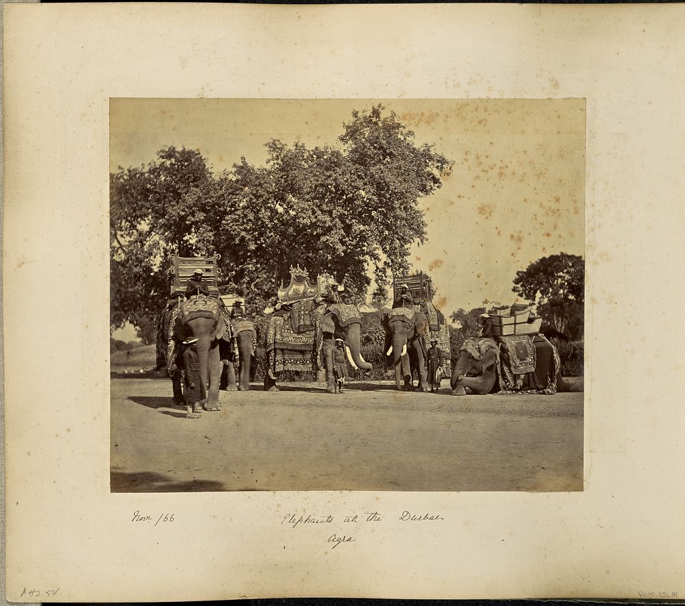 A Group of H.E. the Viceroy's Elephants with their State Trappings by Samuel Bourne