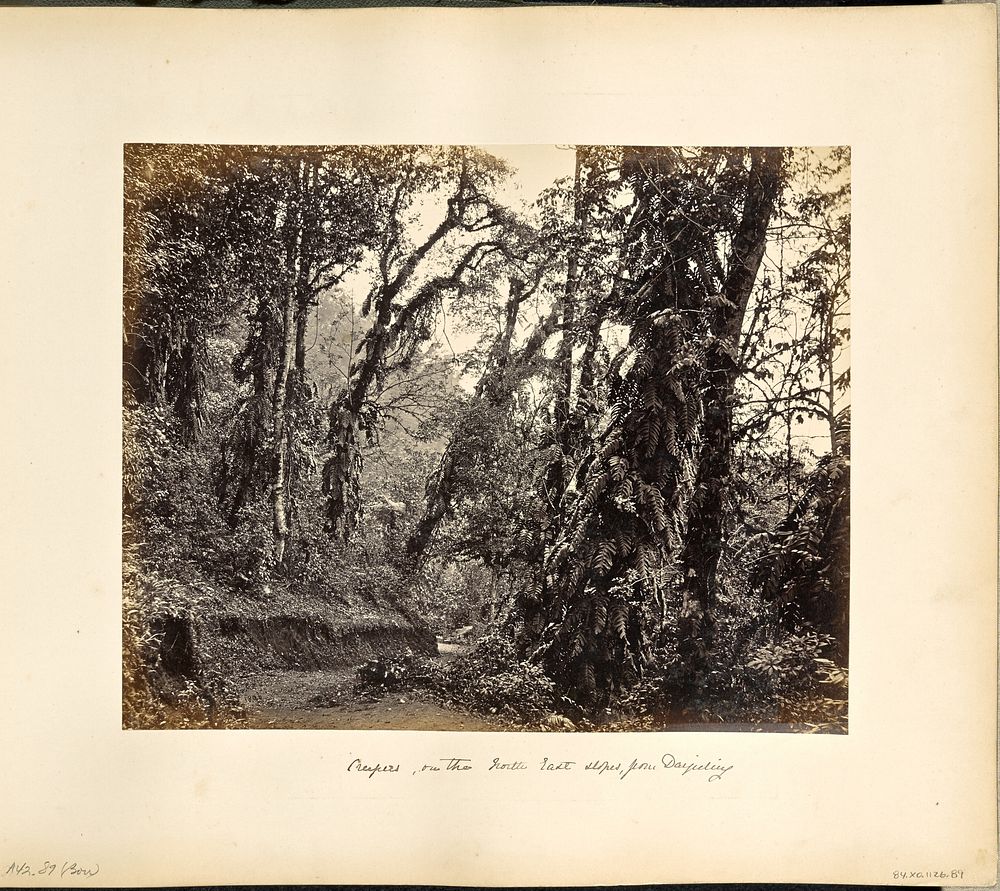 Darjeeling; Forest Scene with Creepers, on the Tukvar road by Samuel Bourne
