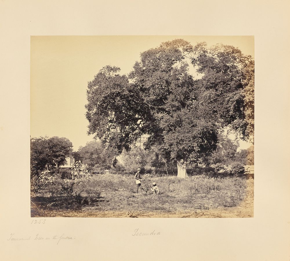 Secundra; Tamarind Trees in Secundra Bagh by Samuel Bourne