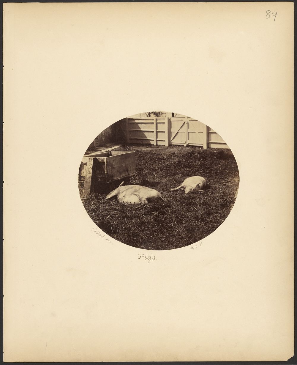 Pigs by Arthur Julius Pollock