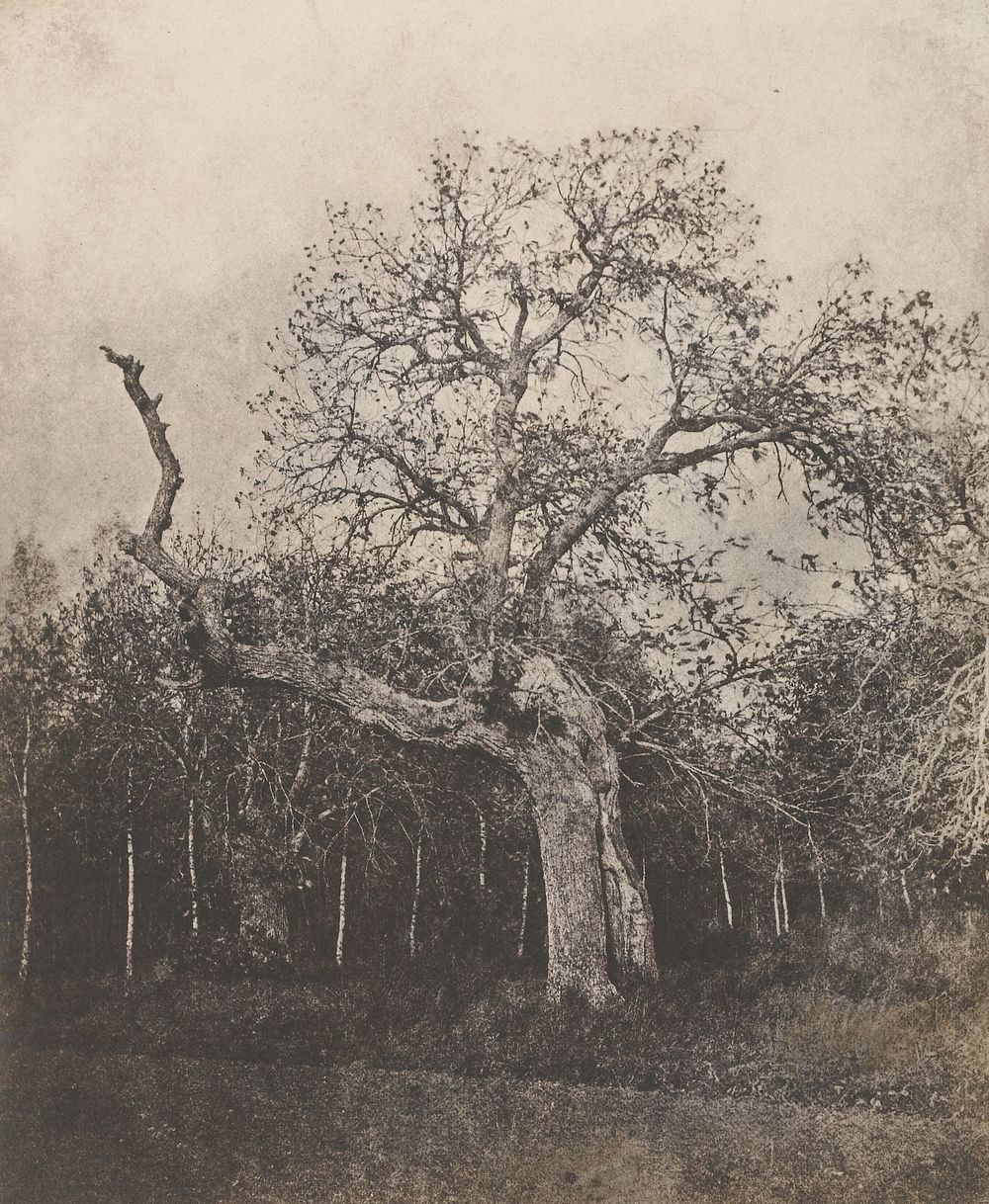 Crooked Tree with Sparse Leaves by Louis Désiré Blanquart Evrard