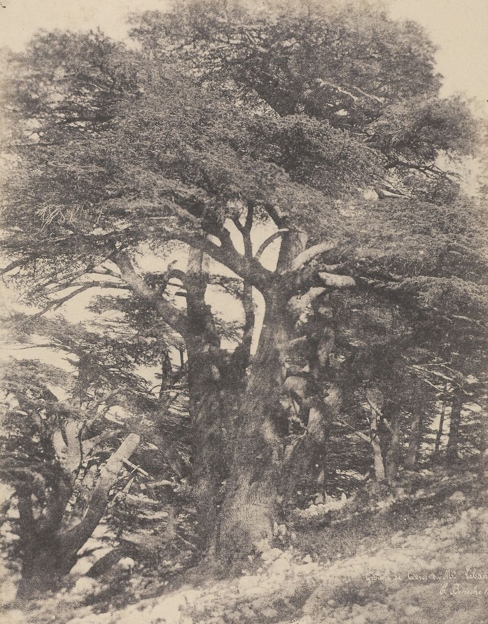 Groupe de Cèdres de Mt. Liban / [Group of Cedar Trees, Mount Lebanon] by Ernest Benecke and Louis Désiré Blanquart Evrard
