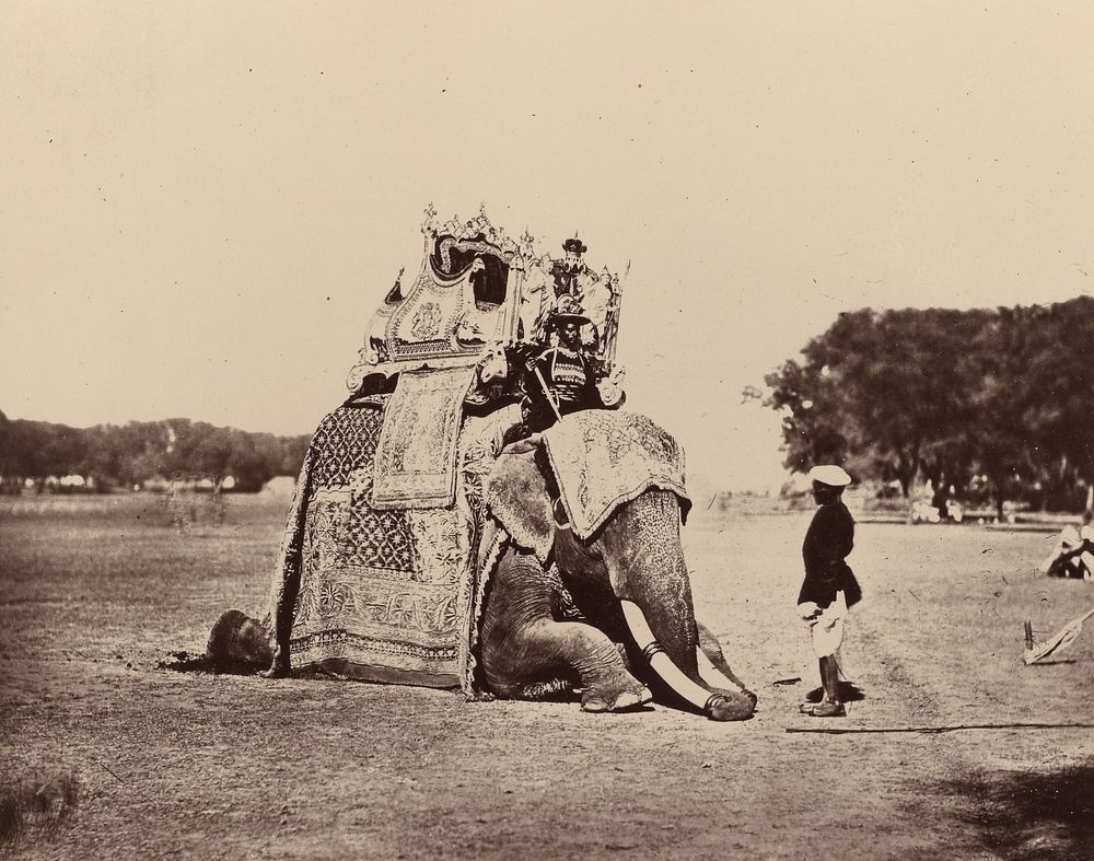 H.E. The Viceroy's Elephant by Bourne and Shepherd
