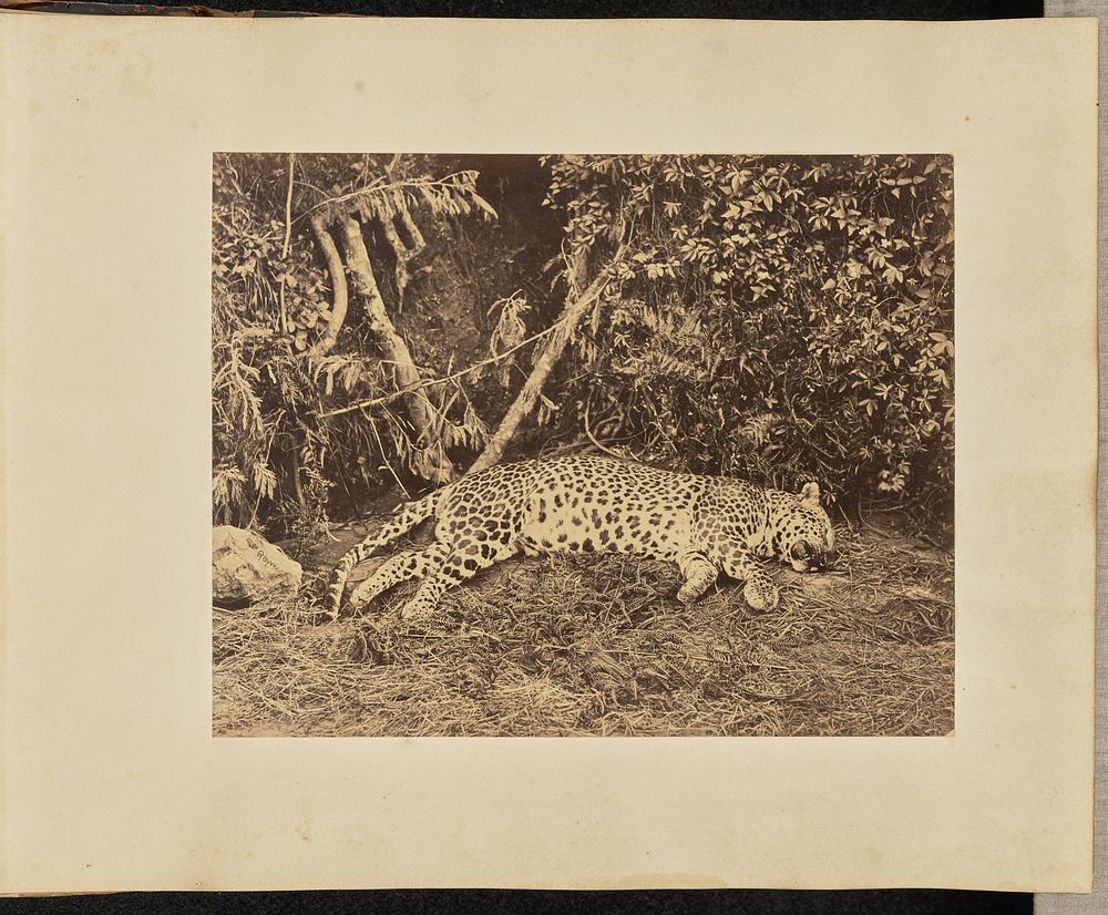 Leopard carcass, India by A T W Penn
