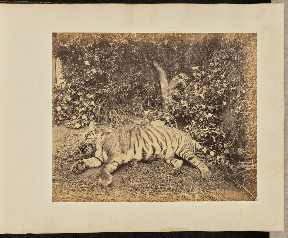 Tiger carcass, India by A T W Penn