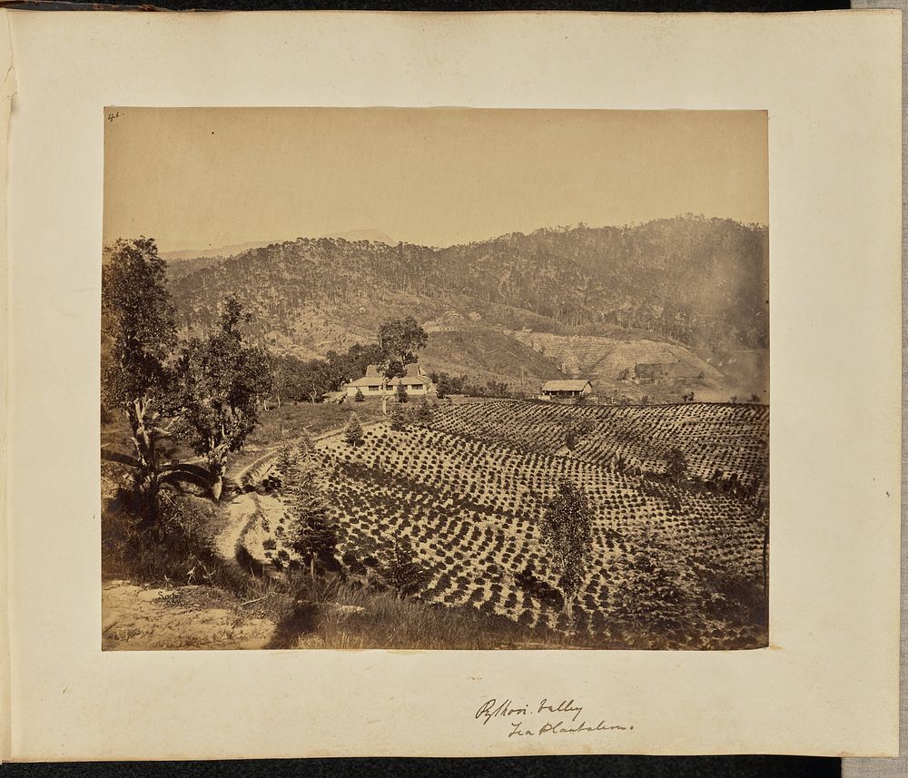 Pylhovi Valley. Tea Plantation by John Edward Saché