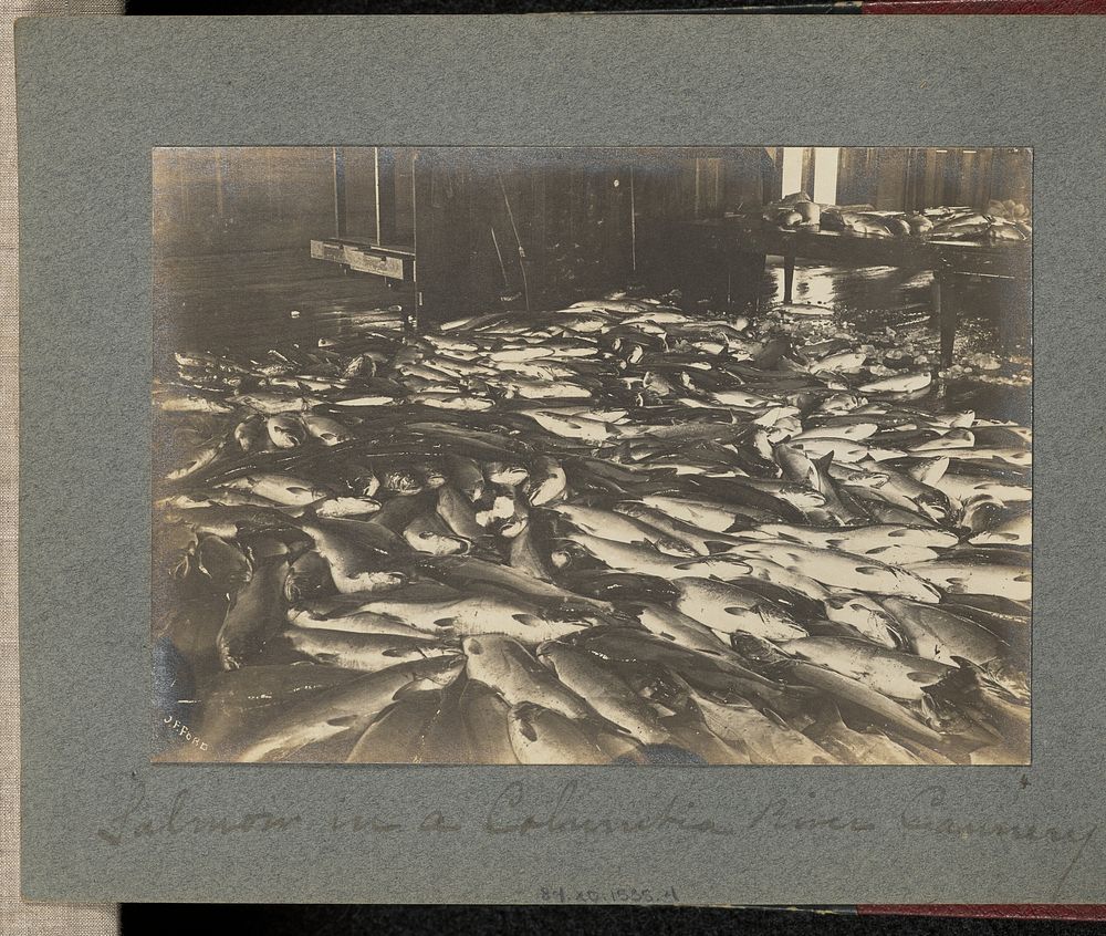Salmon in a Columbia River Cannery by J F Ford