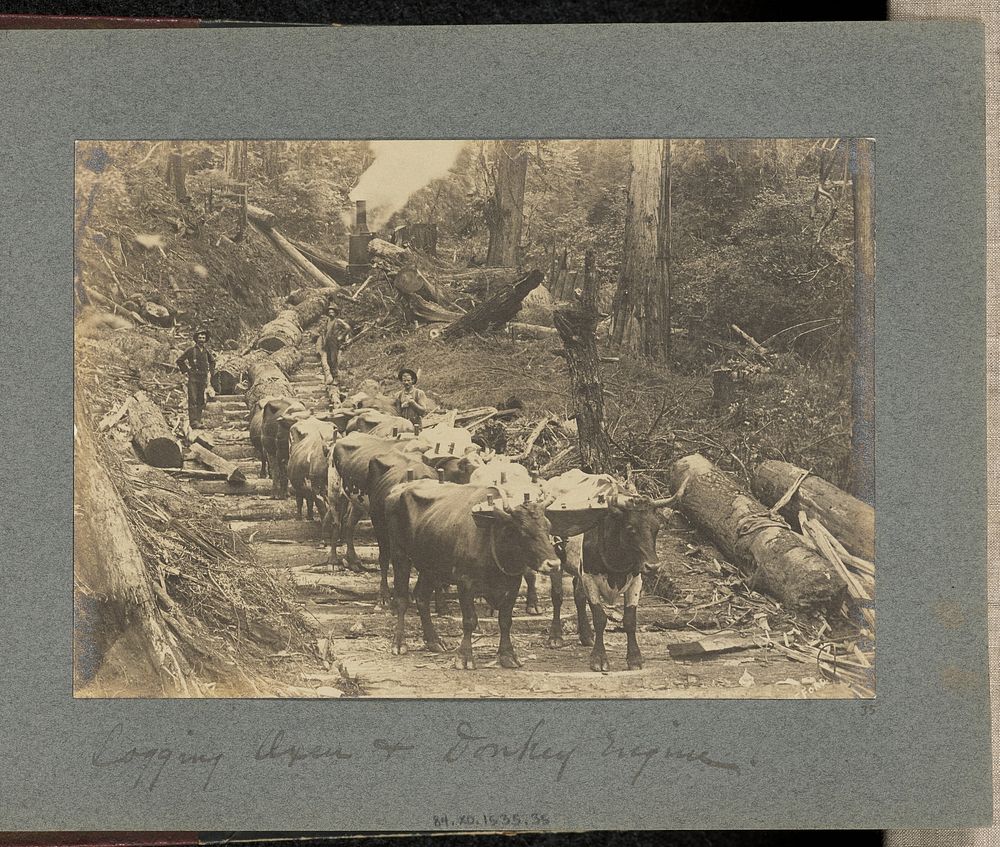 Logging Oxen and Donkey Engine by J F Ford