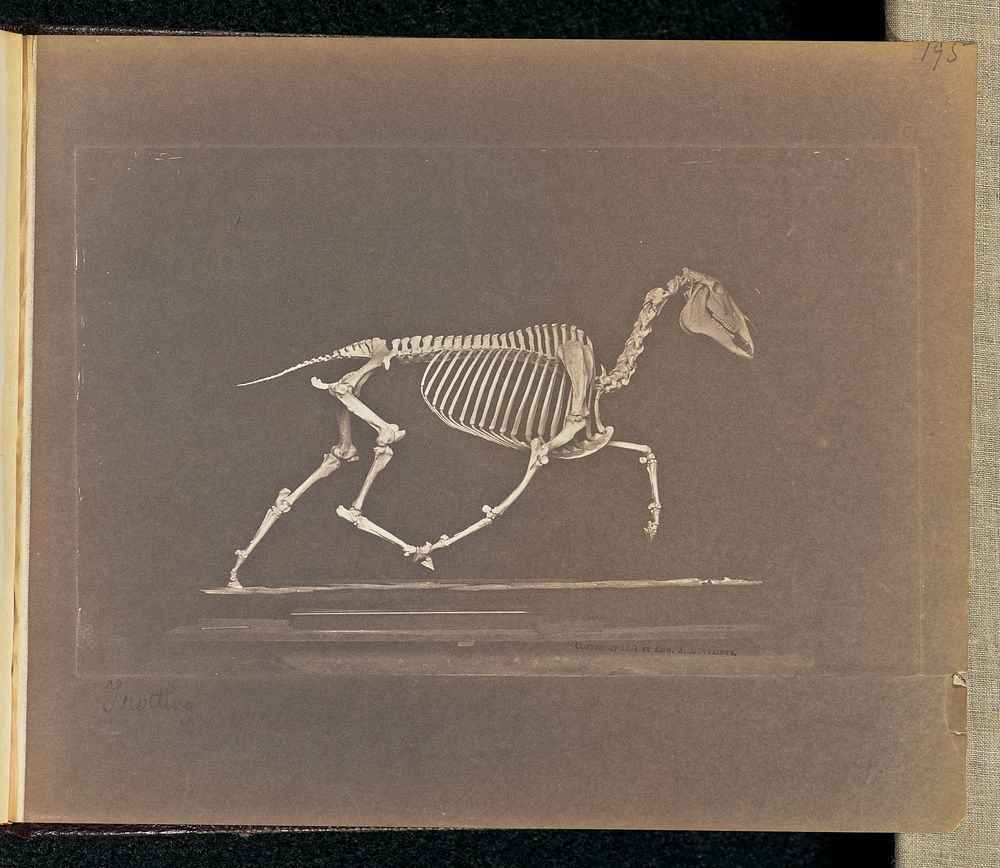 Trotting by Eadweard J Muybridge