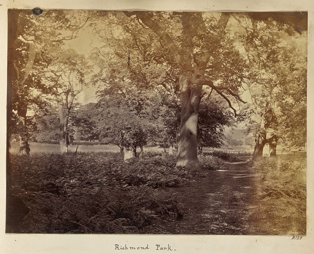 Richmond Park by Ronald Ruthven Leslie Melville