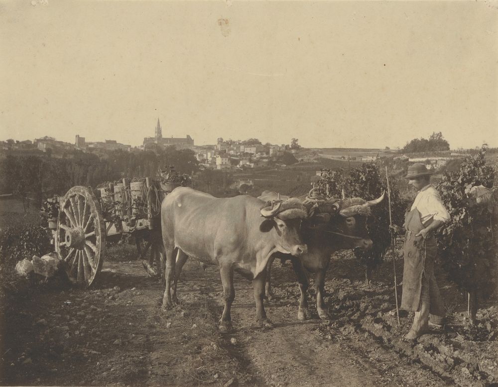 Man with oxen by Adolphe Braun