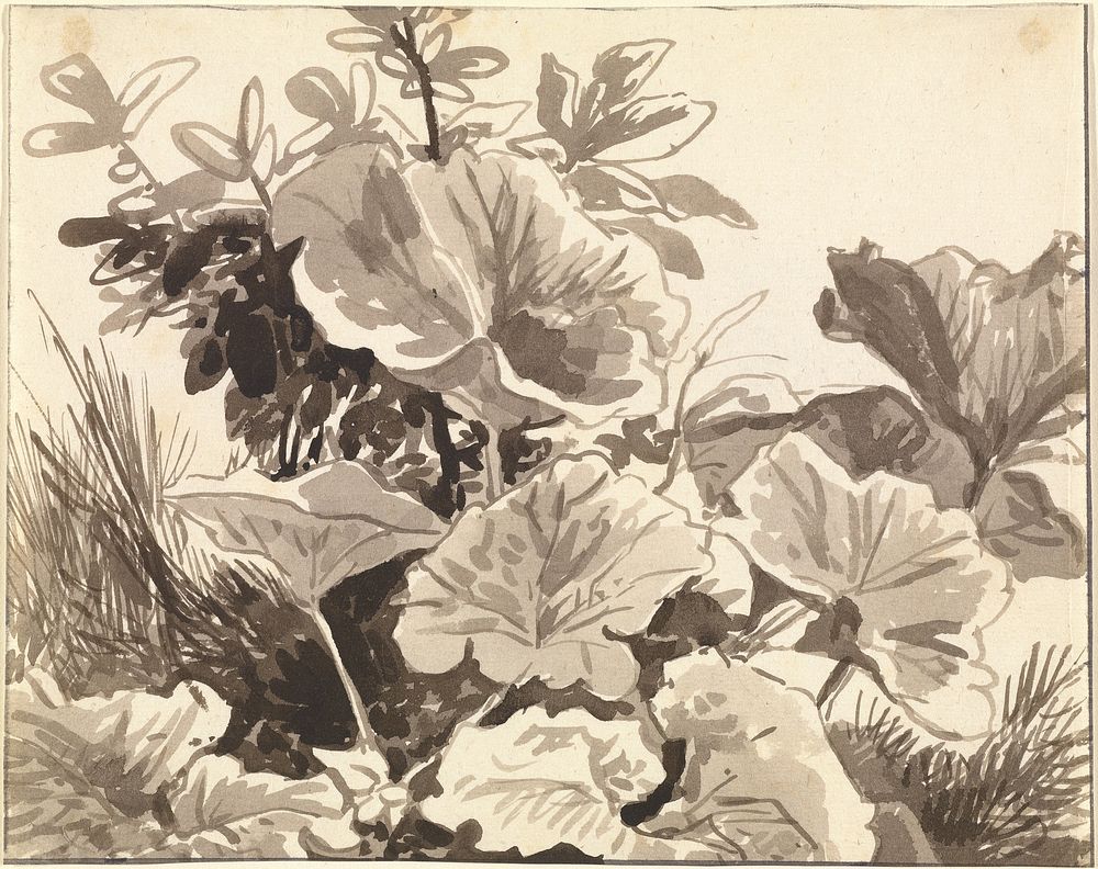 Study of Coltsfoot Leaves by Franz Innocenz Kobell