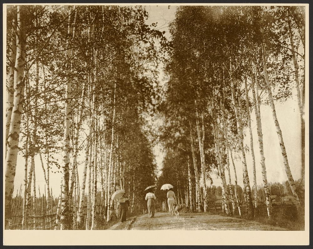 Birch-Lined Avenue, Russia by Alphonse Maria Mucha