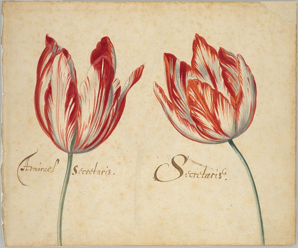 Two Tulips (recto); One Tulip (verso)