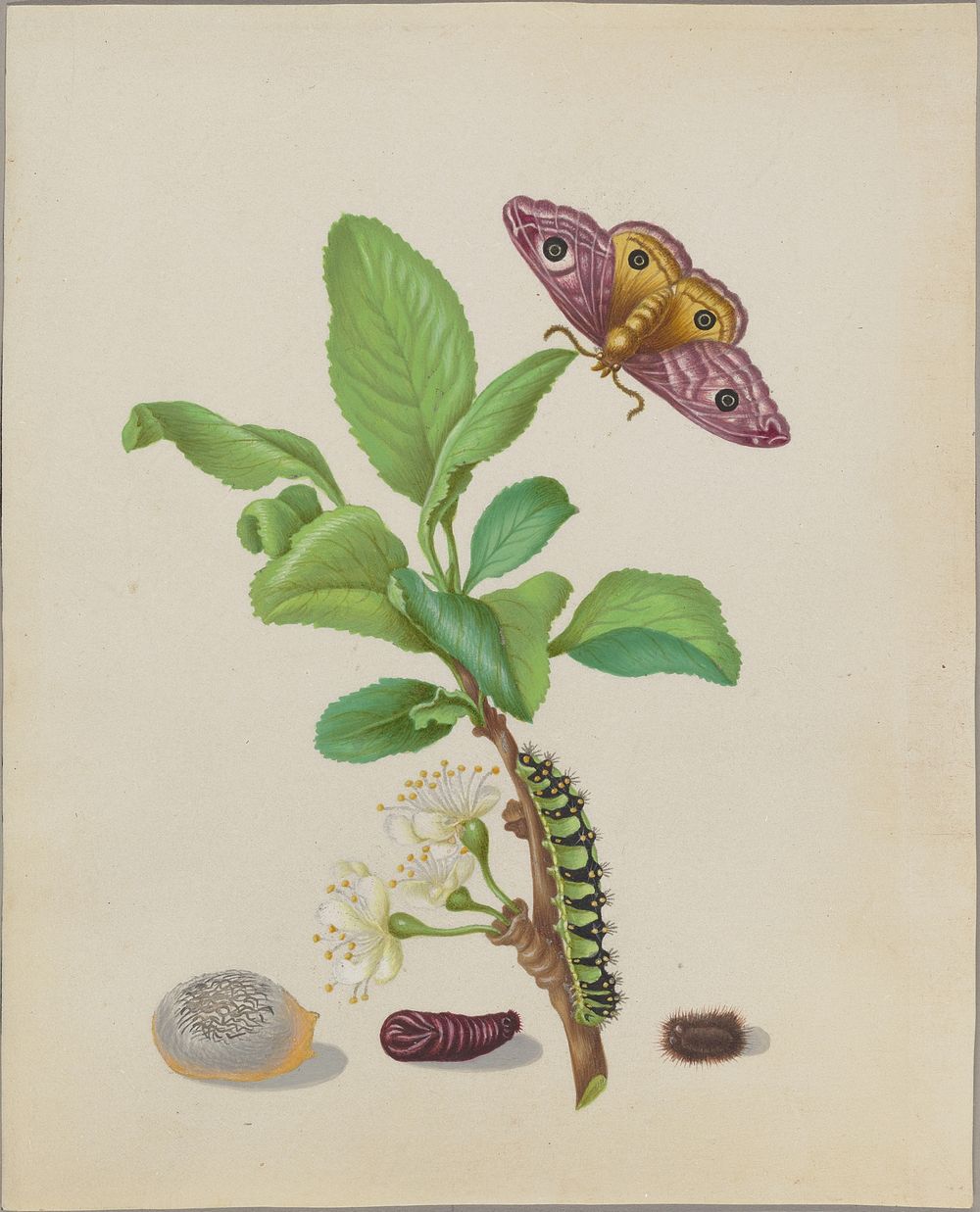 Metamorphosis of a Small Emperor Moth on a Damson Plum, plate 13 of the Caterpillar Book by Maria Sibylla Merian