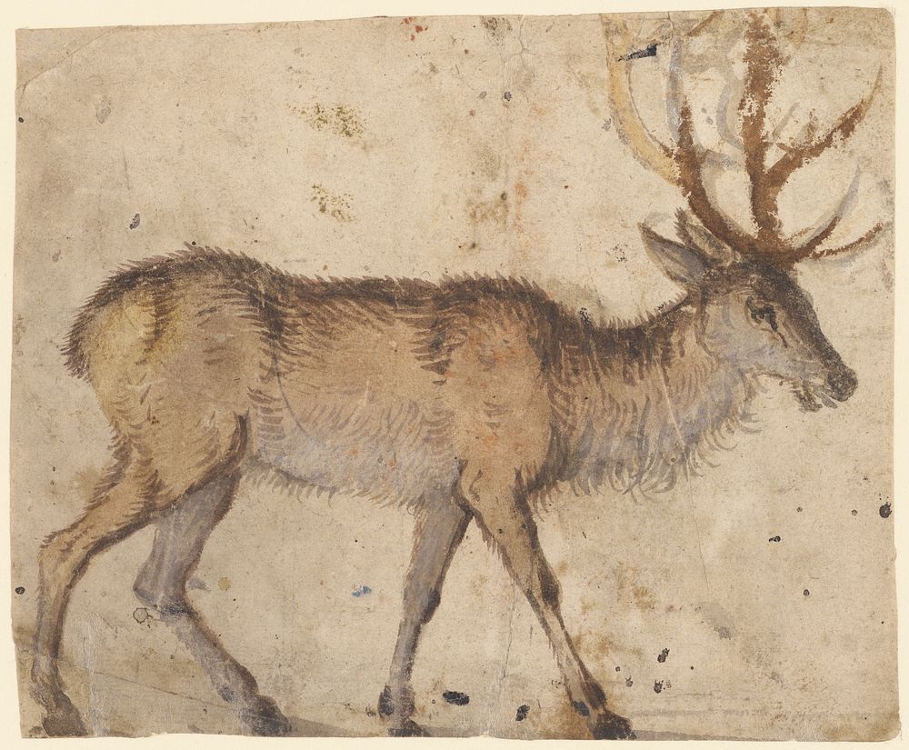 Study of a Stag (recto); Study of Goats (verso) by Lucas Cranach the Elder