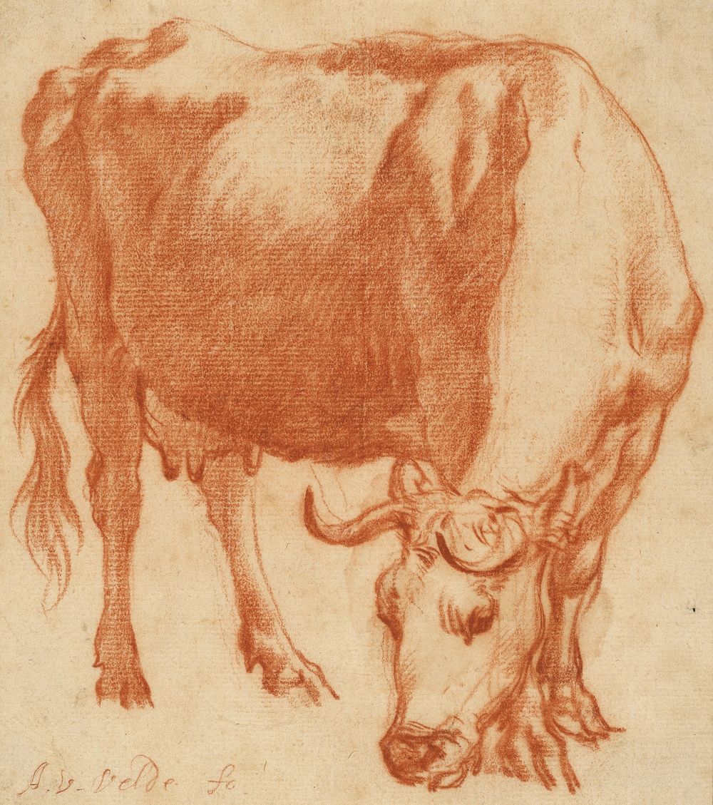 A Cow Grazing by Adriaen van de Velde