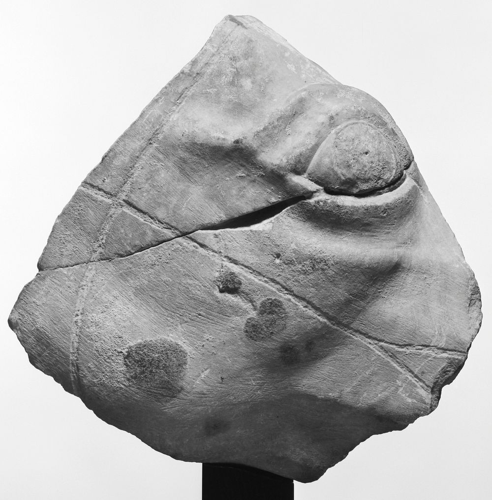 Fragment of a Relief of a Horse's Head
