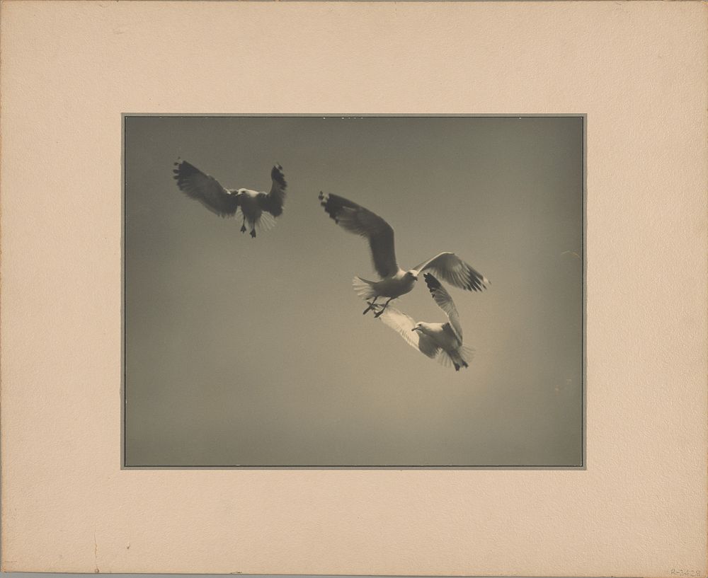 Three Gulls by Asahachi Kono
