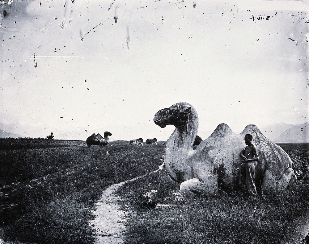 Camel sculptures on the road to the Ming tombs outside Peking. Photograph, 1981, from a negative by John Thomson, 1871.