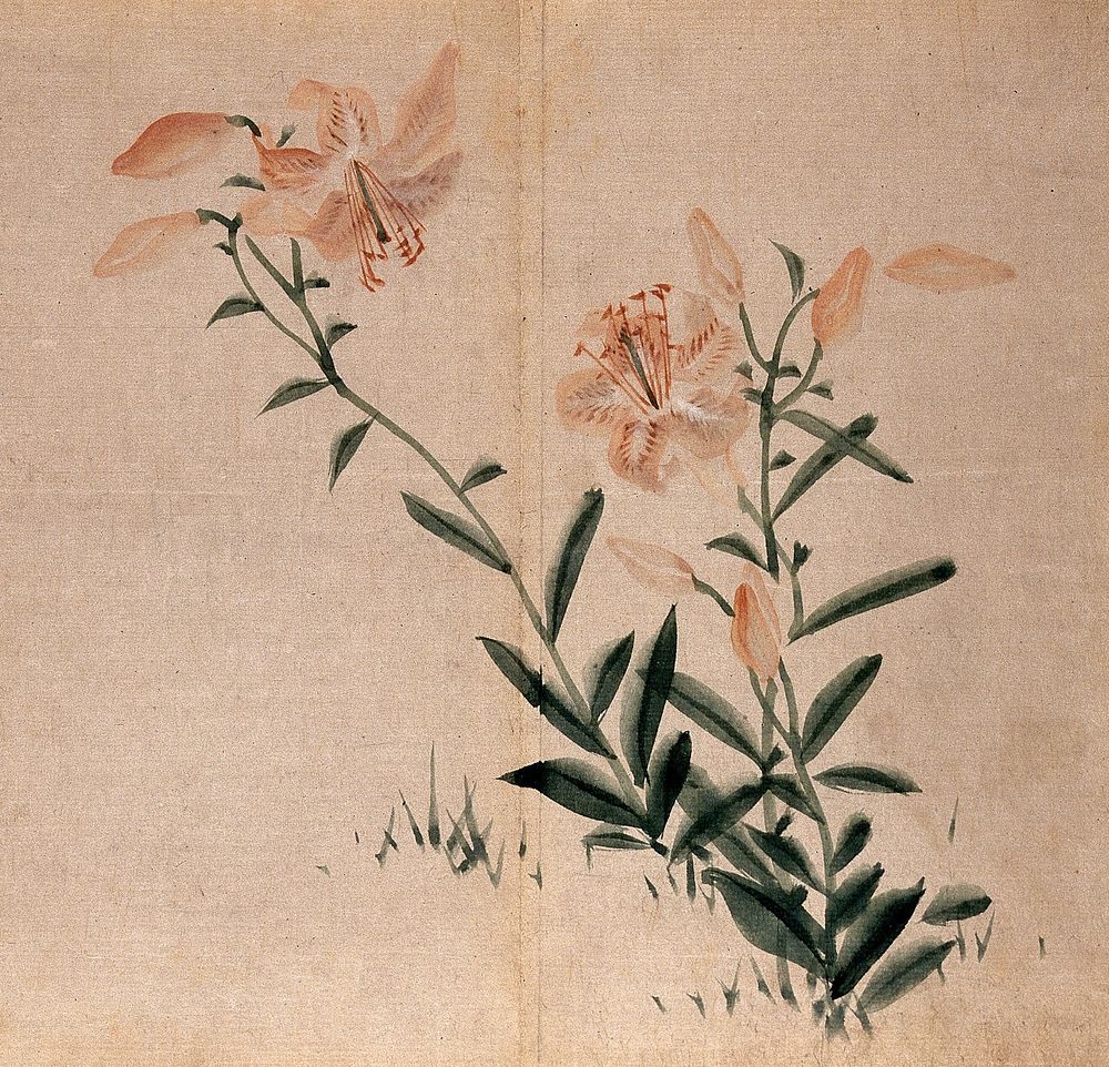 A lily (Lilium species): flowering plant. Watercolour.