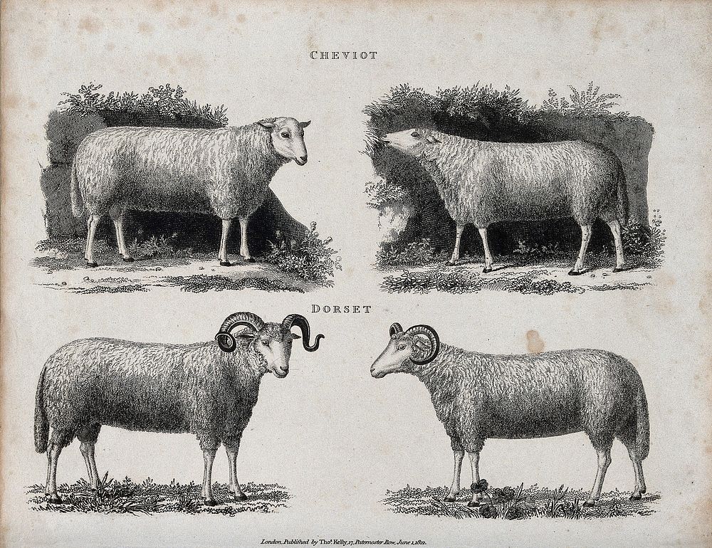 A ram and ewe of the Cheviot and Dorset breeds of sheep. Etching, ca 1822.
