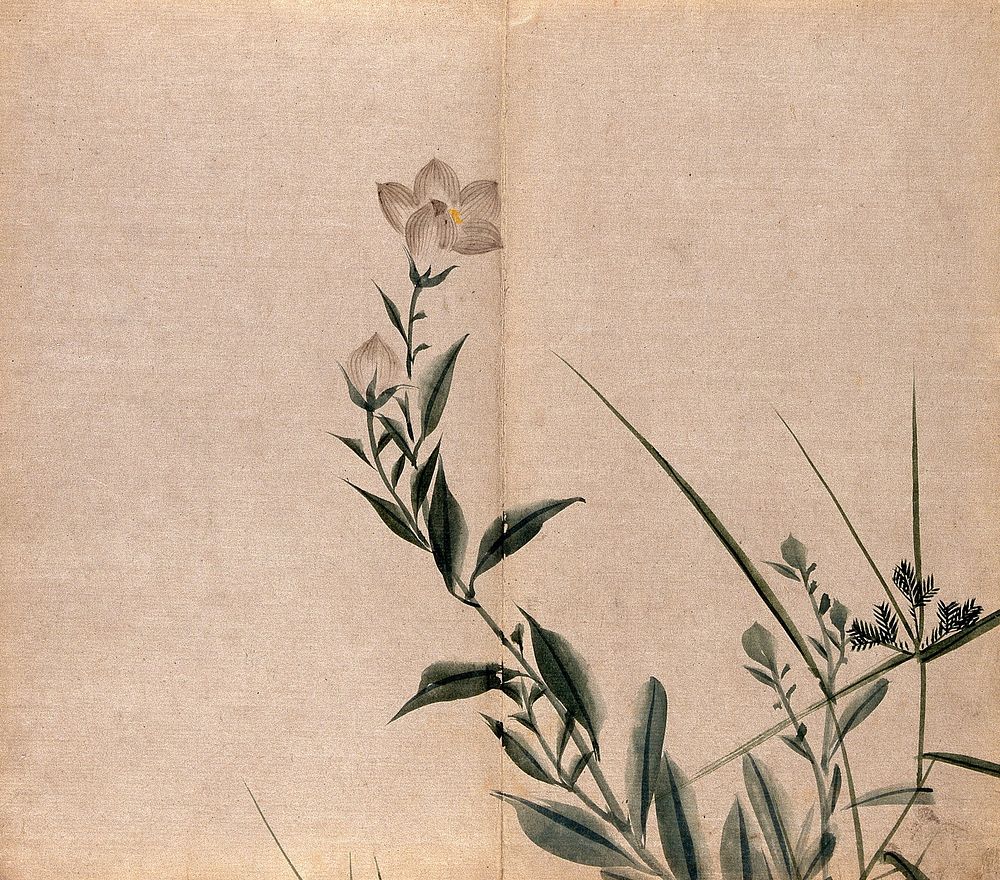 A campion plant (Silene species): flowering stem. Watercolour.