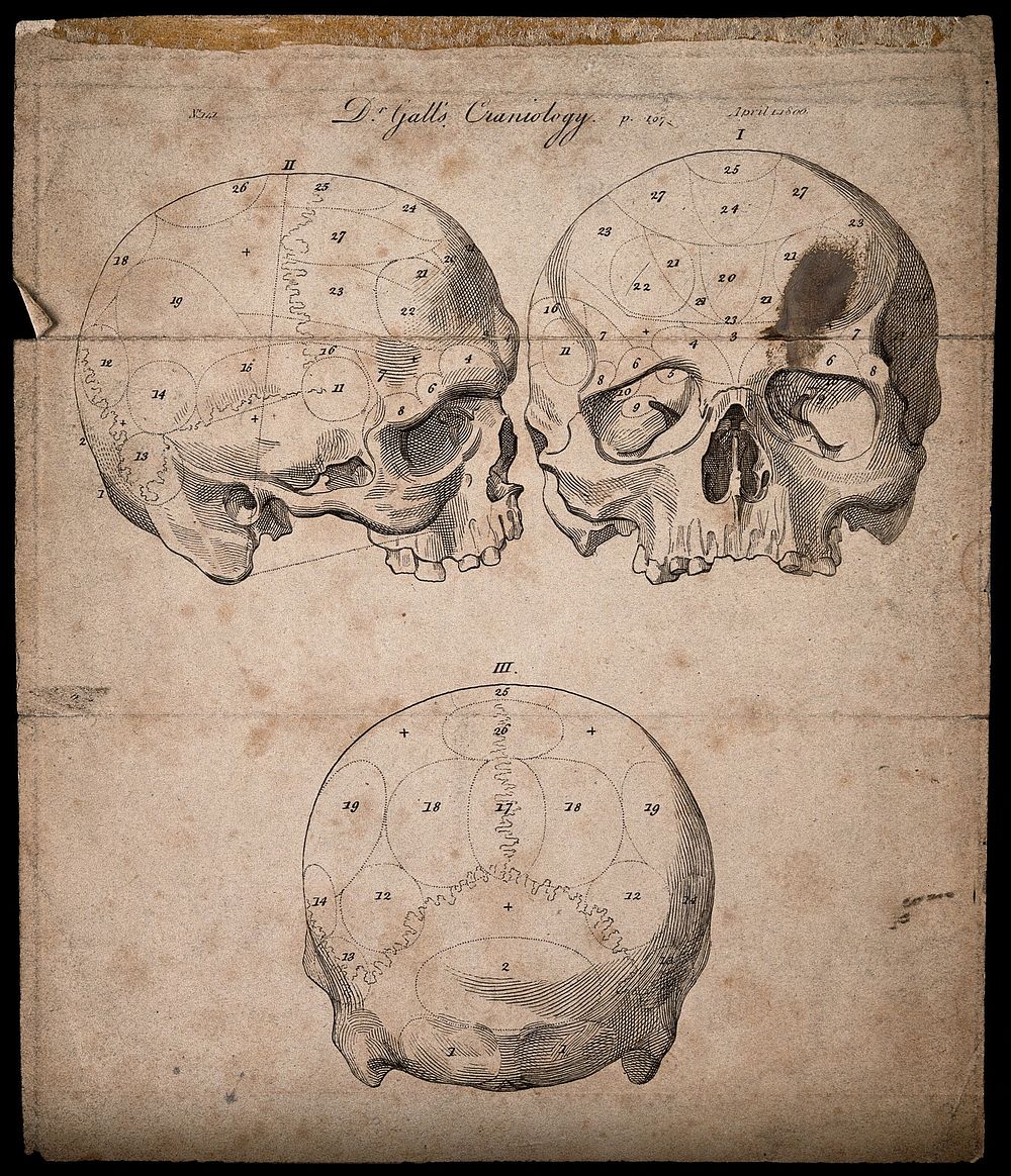 Three perspectives of a skull sectioned and numbered according to Gall's system of phrenology. Engraving, 1806.
